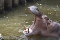 Side view image of hippopotamus opening mouth using for background