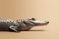 side profile of an american alligator on beige background in soft lighting Royalty Free Stock Photo