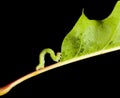 Side view of inchworm on oak leaf