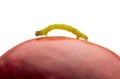 Side view of inchworm on peach Royalty Free Stock Photo