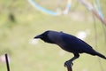 Side view of indian house crow perching iron pole, bird image with blurred background Royalty Free Stock Photo