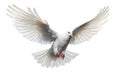 Side view of isolated white dove hooting in action Royalty Free Stock Photo
