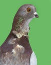 Side view of an Italian owl pigeon Royalty Free Stock Photo