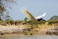 Side View of a Jabiru Stork in Flight near Riverbank Royalty Free Stock Photo