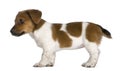 Side view of a jack russel terrier puppy Royalty Free Stock Photo