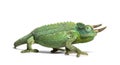 Side view of a Jackson`s horned chameleon walking Royalty Free Stock Photo