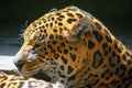 Side view of a jaguar head Royalty Free Stock Photo