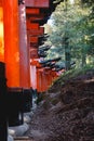 Side view of Japan Torii tunnel a place full of color and spiritual vibe