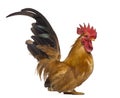 Side view of a Japanese bantam, Chabo isoleted on white