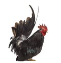 Side view of a Japanese bantam, Chabo isoleted on white