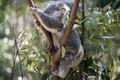 The joey koala is climbing a tree Royalty Free Stock Photo