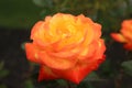 Side view photo Judy Garland rose macro ppinside landscaping