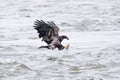 Juvenile bald eagle catching a fish Royalty Free Stock Photo