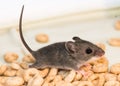 Side view of a juvenile house mouse, Mus musculus,running through a pile of cereal.