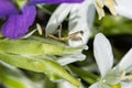 Side view of a juvenile prating mantis on a star of Bethlehem flower.