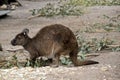 Kangaroo-Island kangaroo Royalty Free Stock Photo