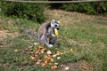 Side view of a katta eating a honey melone sitting on a grass area at the zoo in germany Royalty Free Stock Photo