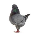 Side view of a King Pigeon Royalty Free Stock Photo