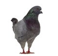 Side view of a King Pigeon Royalty Free Stock Photo