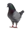 Side view of a King Pigeon Royalty Free Stock Photo