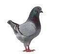 Side view of a King Pigeon Royalty Free Stock Photo