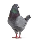 Side view of a King pigeon questioning Royalty Free Stock Photo