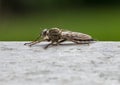 side view Kite-tailed Robber fly