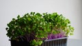 Kohlrabi Microgreen In A Black Plastic Tray Isolated On White Stock Photo Royalty Free Stock Photo