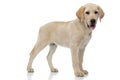 Side view of a labrador retriever puppy dog standing Royalty Free Stock Photo