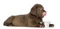 Side view of a Labrador Retriever puppy lying down