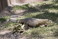 The lace monitor is looking for food Royalty Free Stock Photo