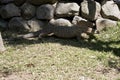 The lace monitor is in the shadows searching for food Royalty Free Stock Photo