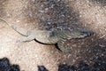 This is a side view of lace monitor or goanna Royalty Free Stock Photo