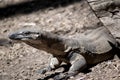 The lace monitor lizard is leaving a hollow log Royalty Free Stock Photo