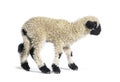 Side view, Lamb walking, Isolated on white Royalty Free Stock Photo