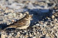 Side view of a Lapland longspur standing on gravel Royalty Free Stock Photo