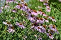 Side view of large group of pink Echinacea flowers in bloom Royalty Free Stock Photo