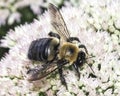 Side view of a  large male Eastern Carpenter Bee Xylocopa virginica feeding on white sedum Royalty Free Stock Photo