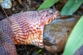 Side view of a large Northern Water Snake eating a catfish.