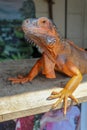 Side view of large Red Iguana that basks under the sun`s rays. Close-up portrait of curious Iguana reptile on wooden board. Male Royalty Free Stock Photo