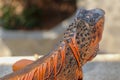 Side view of large Red Iguana that basks under the sun`s rays. Close-up portrait of curious Iguana reptile on wooden board. Male Royalty Free Stock Photo