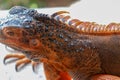 Side view of large Red Iguana that basks under the sun`s rays. Close-up portrait of curious Iguana reptile on wooden board. Male Royalty Free Stock Photo