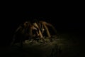 Side view of a large tarantula covered in the shadows and ready to attack