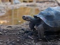 Close-up side view of Aldabra giant tortoise Royalty Free Stock Photo