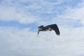 Side view of a large water fowl flying in the sky Royalty Free Stock Photo