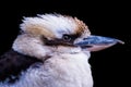 Side view of a laughing kookaburra, dacelo novaeguineae. Portrait of a laughing kookaburra isolated on black background Royalty Free Stock Photo