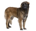 Side view of Leonberger dog, standing Royalty Free Stock Photo