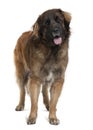 Side view of Leonberger dog, standing Royalty Free Stock Photo