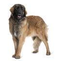 Side view of Leonberger dog, standing and panting Royalty Free Stock Photo