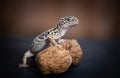 Side view of Leopard Gecko stepped over walnuts Royalty Free Stock Photo